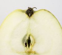 Finkenwerder Herbstprinz